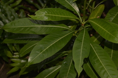 Psychotria carronis