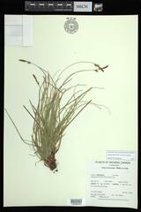 Carex lucorum