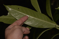 Psychotria carronis