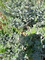 Podalyria sericea