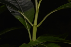Psychotria carronis
