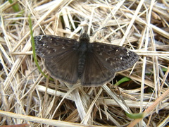 Erynnis juvenalis