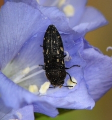 Acmaeodera tubulus