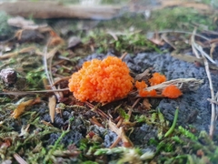 Tubifera ferruginosa