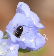 Acmaeodera tubulus