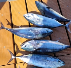 Thunnus thynnus