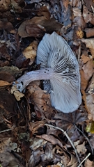 Clitocybaceae
