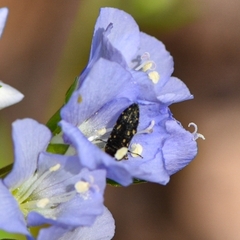 Acmaeodera tubulus