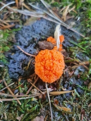 Tubifera ferruginosa