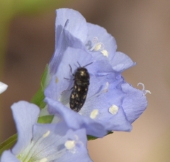 Acmaeodera tubulus
