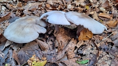 Clitocybaceae