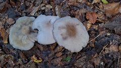 Clitocybaceae
