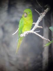 Psittacara holochlorus