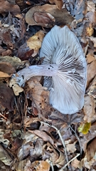 Clitocybaceae