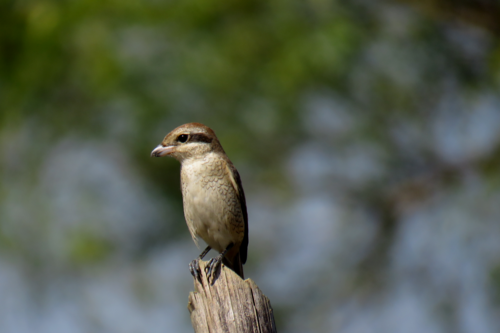 Brown Shrike