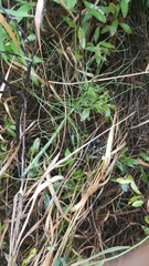 Equisetum fluviatile