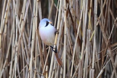 Panurus biarmicus