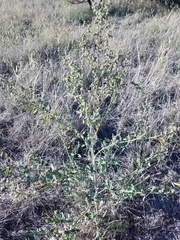Chenopodium berlandieri