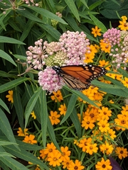 Danaus plexippus