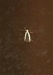 Dichomeris serrativittella