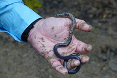 Gymnophiona