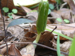Podophyllum peltatum