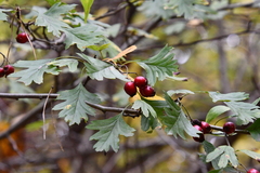 Crataegus