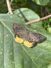 Mooreana trichoneura