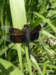 Erythrodiplax funerea