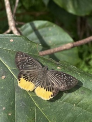 Mooreana trichoneura