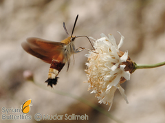 Hemaris croatica