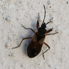Eremocoris abietis