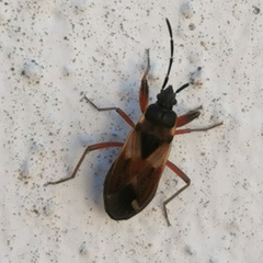 Eremocoris abietis