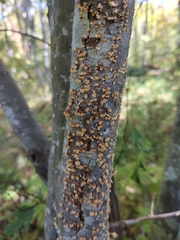 Nectria cinnabarina