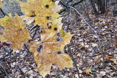 Acer platanoides