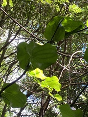Smilax azorica