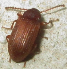 Gonocnemis