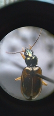 Bembidion corgenoma