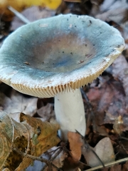 Russula virescens