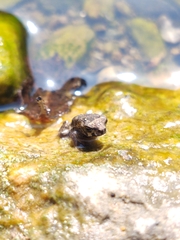 Incilius marmoreus
