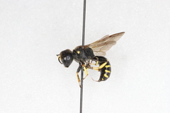 Ectemnius maculosus