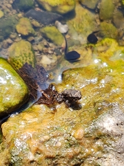Incilius marmoreus