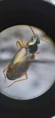 Bembidion corgenoma