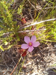 Drosera aliciae
