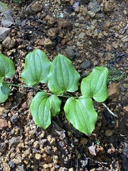 Smilax azorica