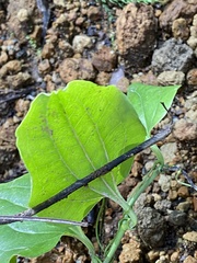 Smilax azorica