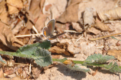 Freyeria trochylus