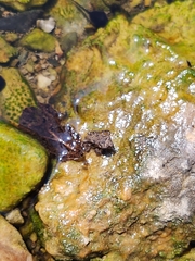 Incilius marmoreus