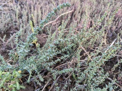 Halogeton glomeratus