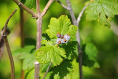 Ribes wolfii